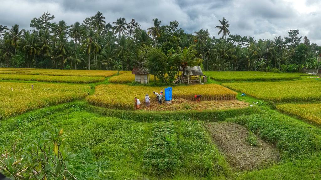 Wayan Garden Ubud Exterior foto